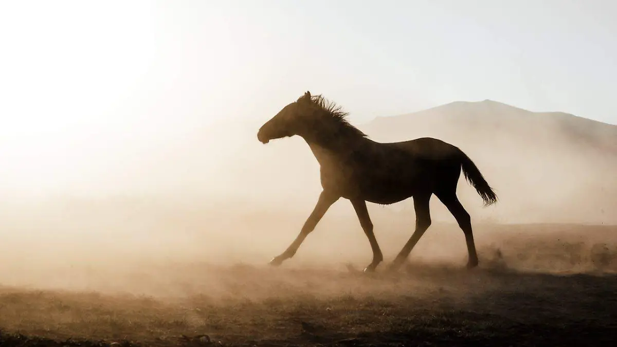 pexels-thecactusena-18169925