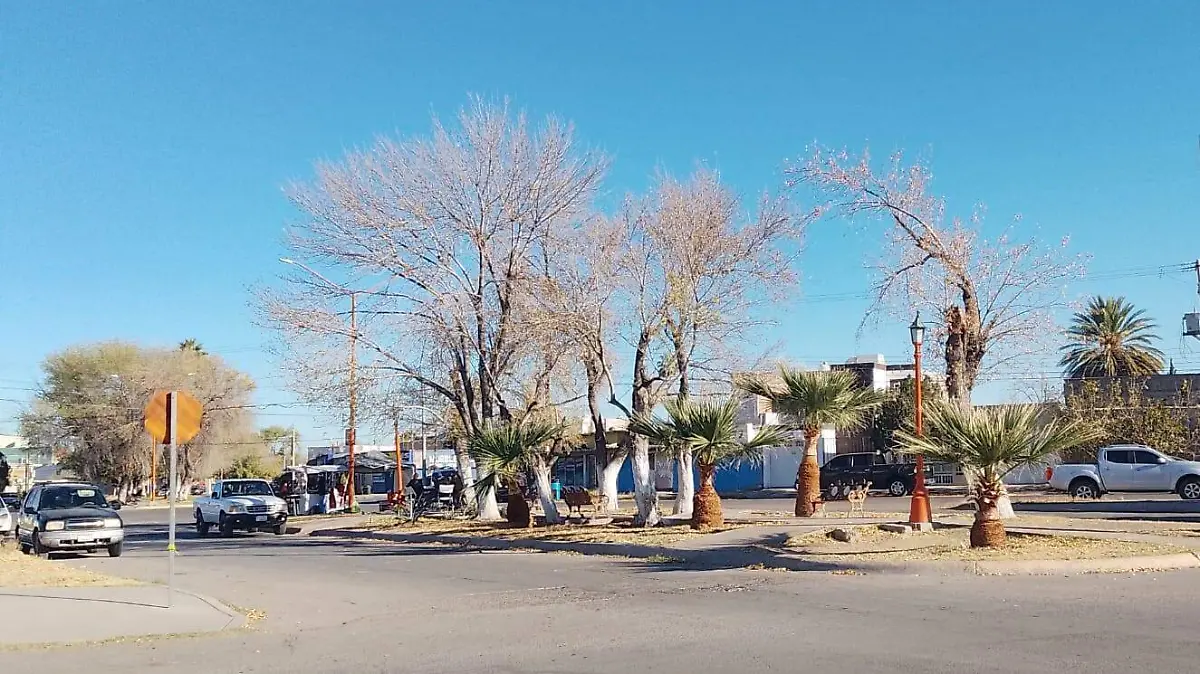 Camellón Avenida Agricultura