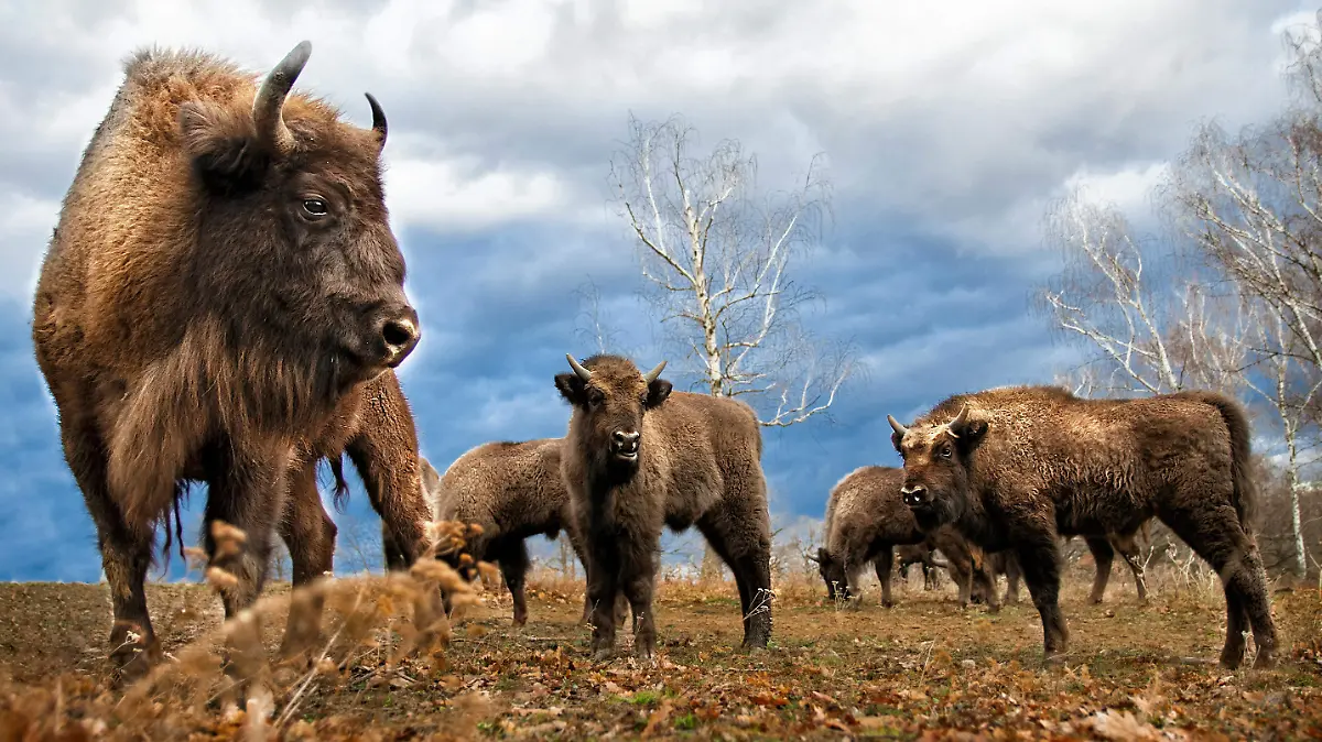 pexels-juraj-valkovic-1492975-2912388