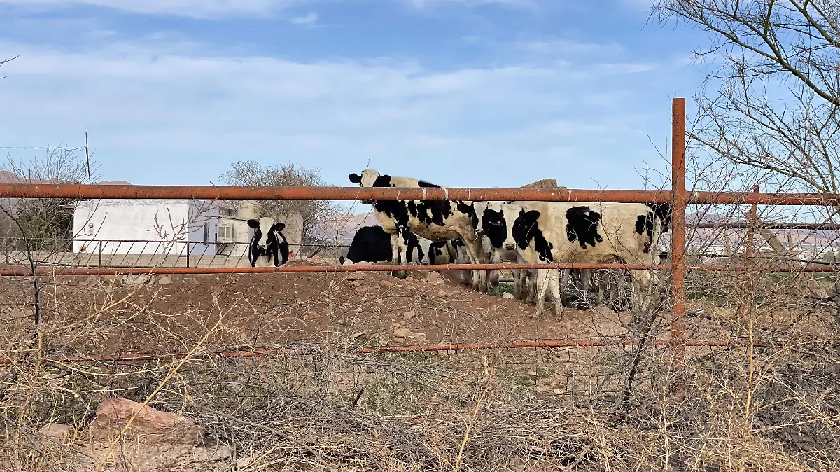 Ganado ganadería vacas leche