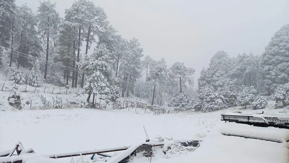 WhatsApp Image 2026-01-12 at 10.52.37 AM