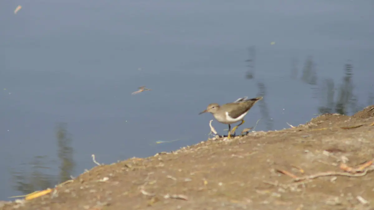 La región es rica en avifauna