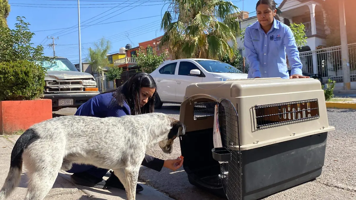 protocolo de atención a mascotas rescatadas