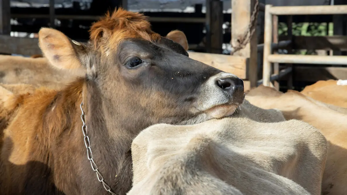 pexels-nc-farm-bureau-mark-3921638