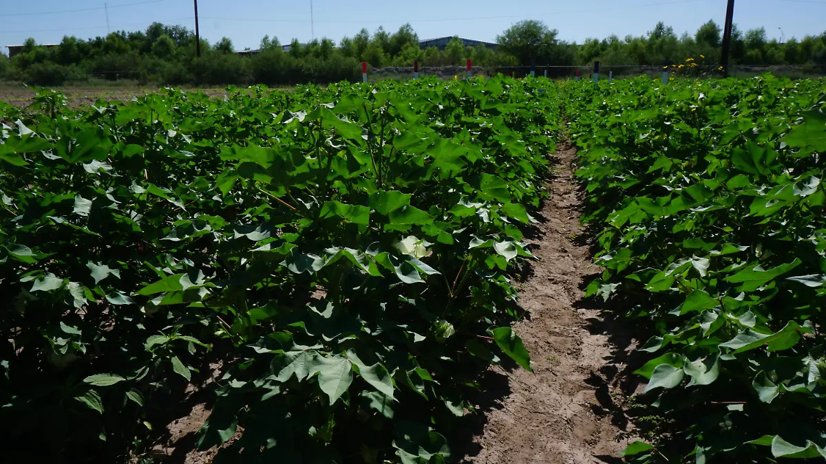 Parcela demostrativa