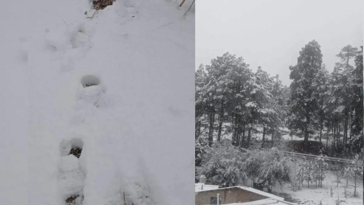 WhatsApp Image 2026-01-24 at 11.32.46 AM