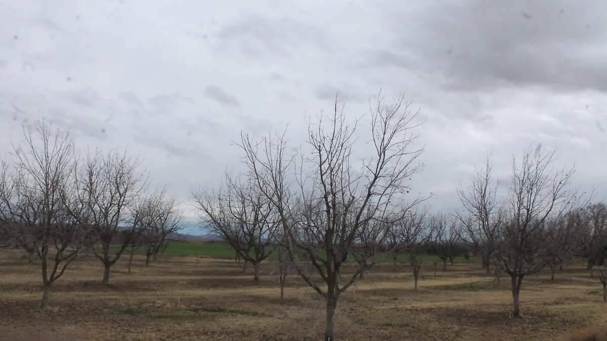 Cielo nublado árboles