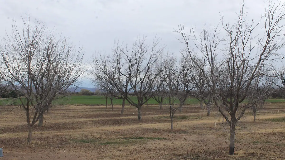 Huerta nogalera frío