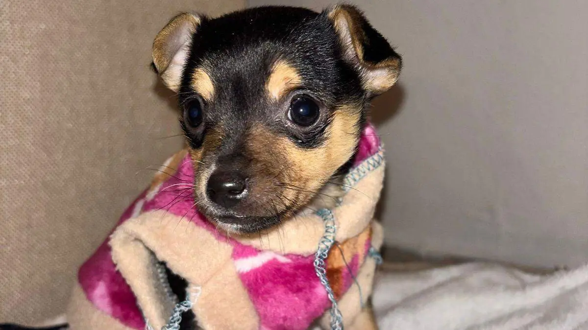 perrita en adopción en la ciudad de Chihuahua