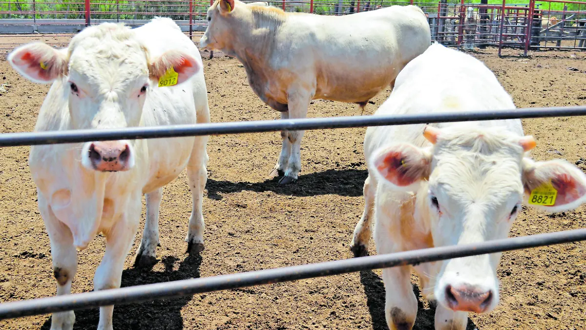 15 JUNIO- Ganado bovino_CMYK