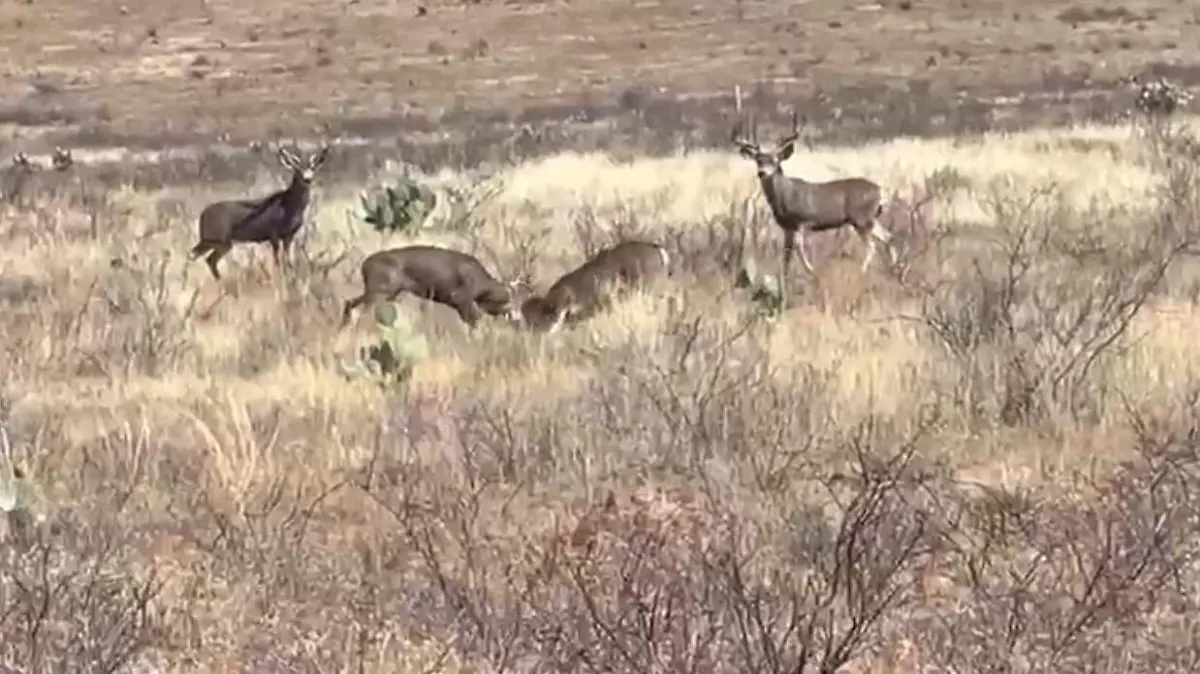 Venados peleando