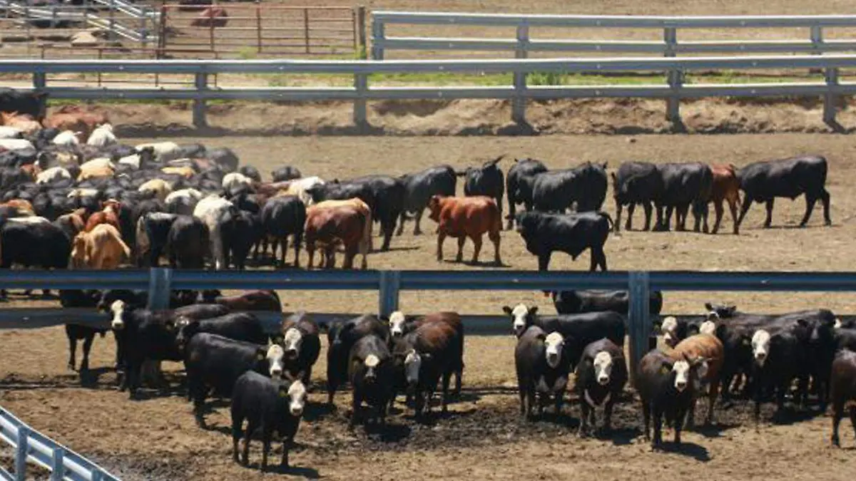 GANADO-CORTESIA UNION GANADERA DE CHIHUAHUA
