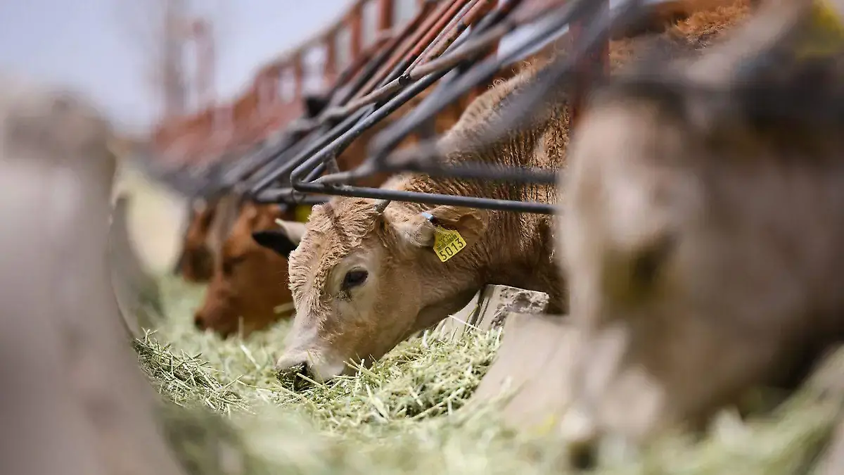 GANADO 2-CORTESIA GOBIERNO DEL ESTADO