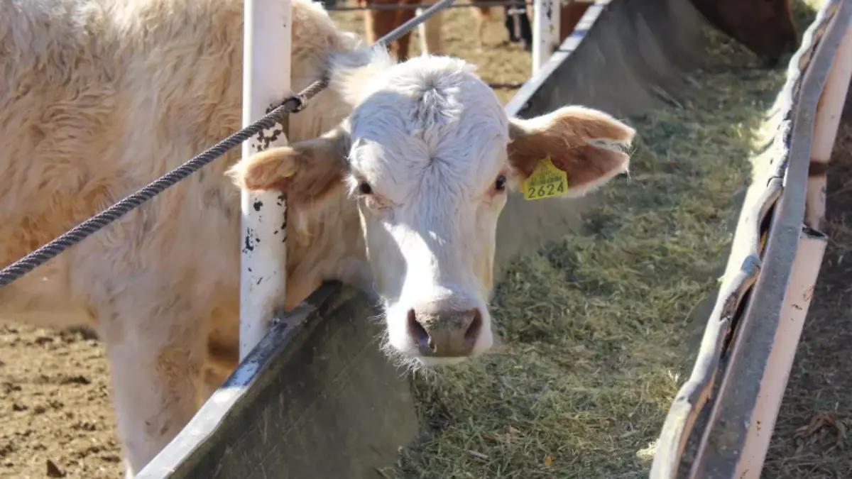 GANADO 3-CORTESIA GOBIERNO DEL ESTADO