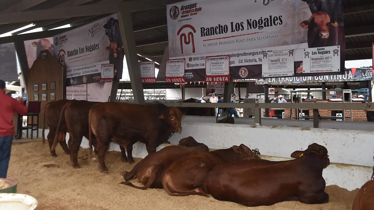 GANADO vacas