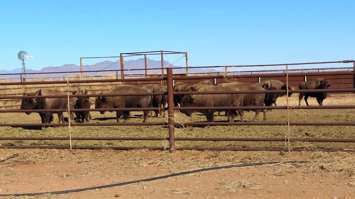 Bisontes de Chihuahua a Sonora