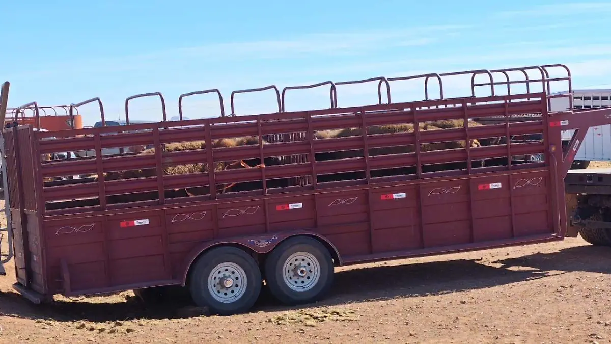 Bisontes de Chihuahua a Sonora