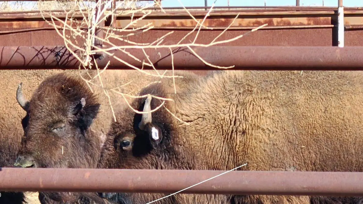 Bisontes de Chihuahua a Sonora