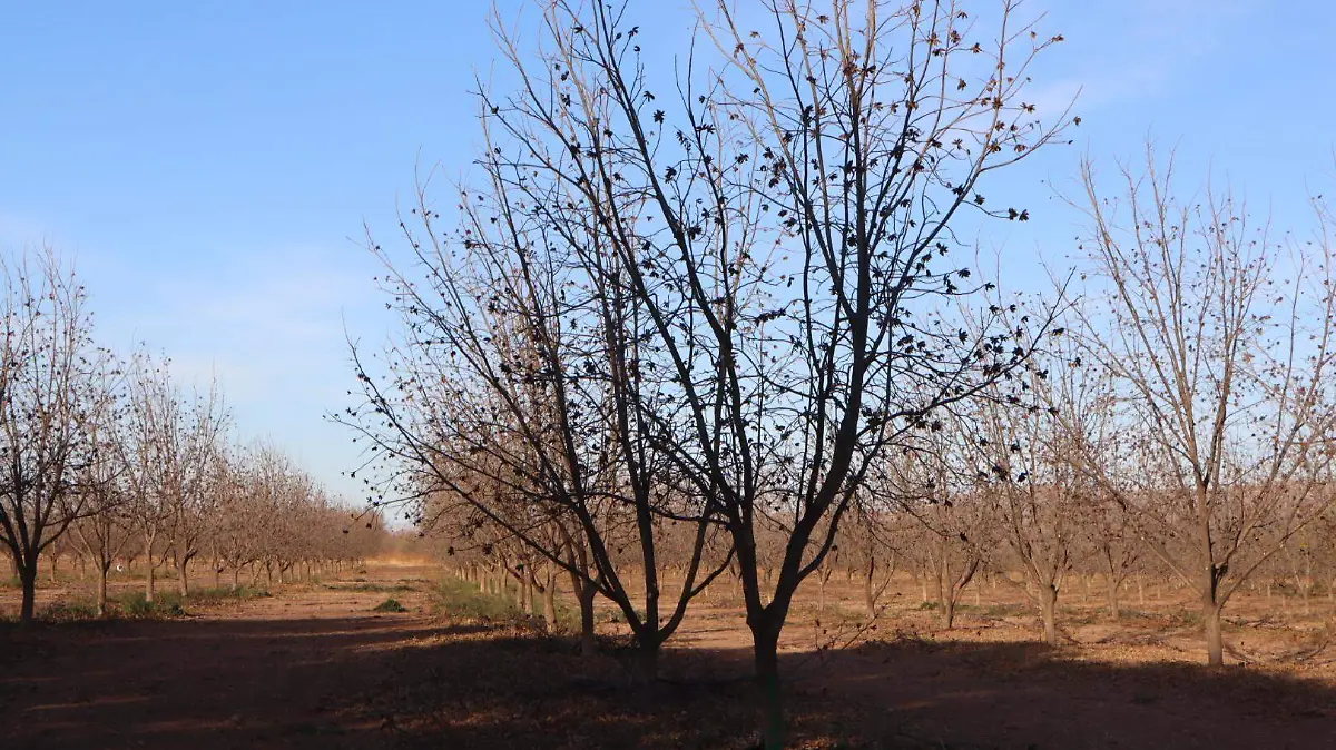 árboles 