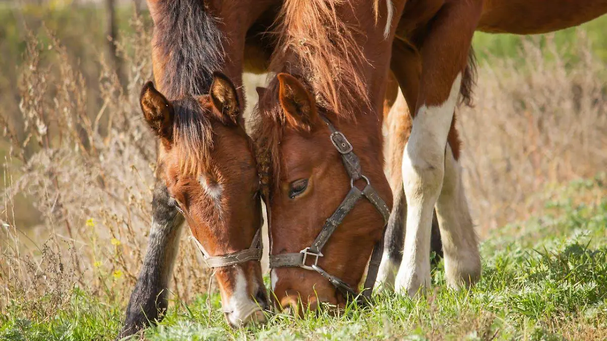 pexels-zahaoha-1543827
