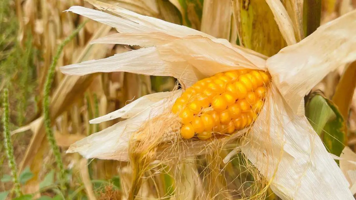 MAÍZ AMARILLO