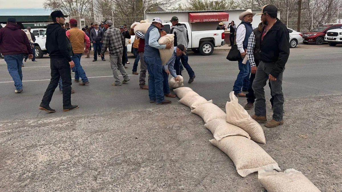 Productores de frijol tiran su cosecha