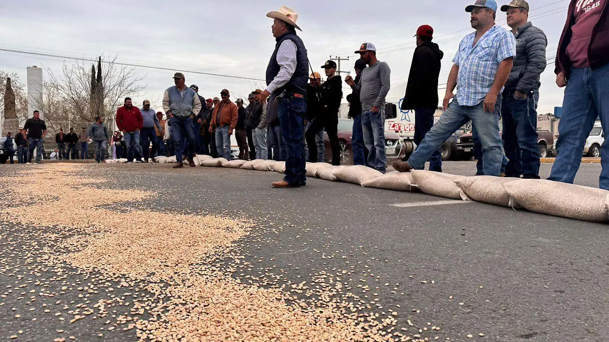 Productores de frijol tiran su cosecha