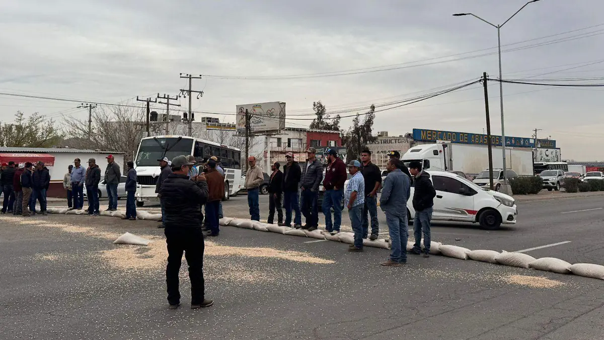 Productores de frijol tiran su cosecha