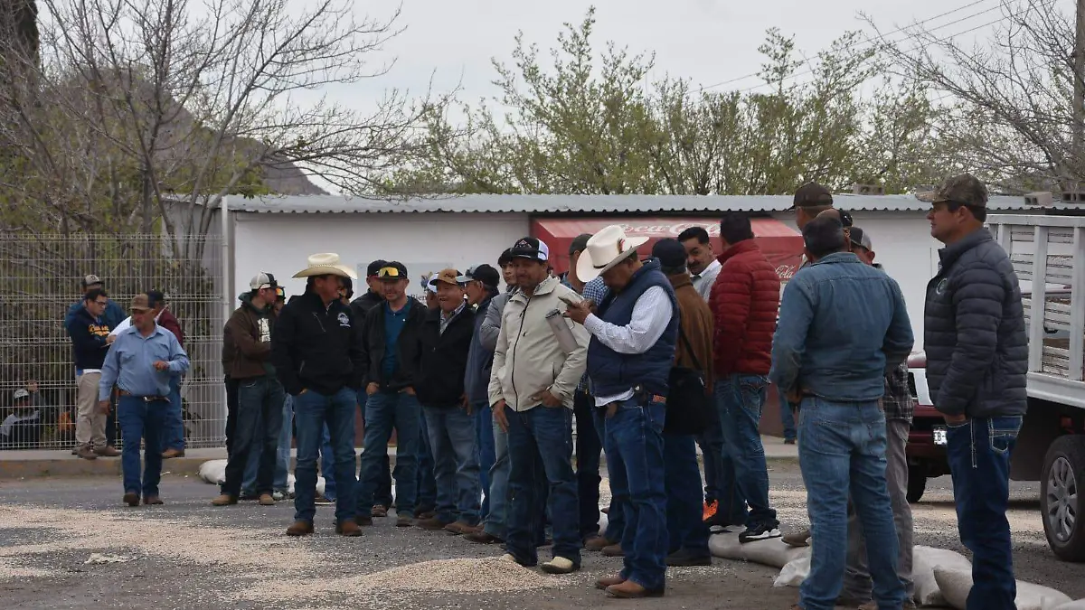 Productores de frijol tiran su cosecha