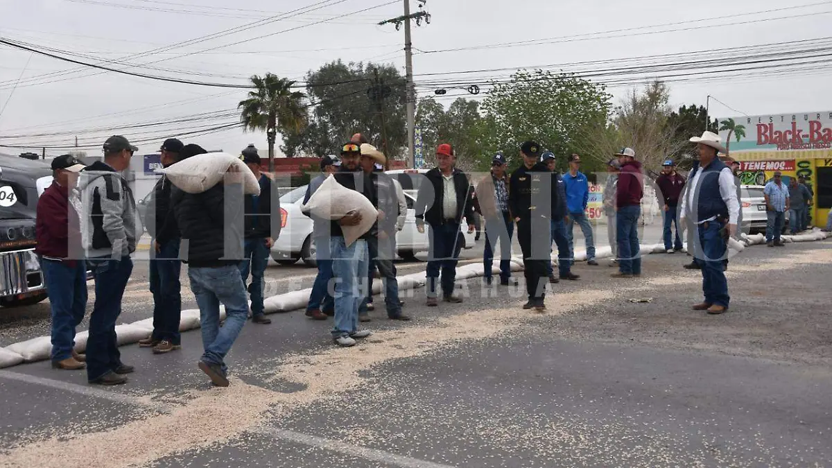 Productores de frijol tiran su cosecha