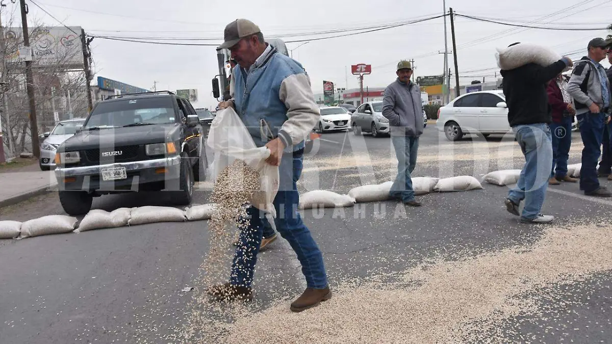 Productores de frijol tiran su cosecha