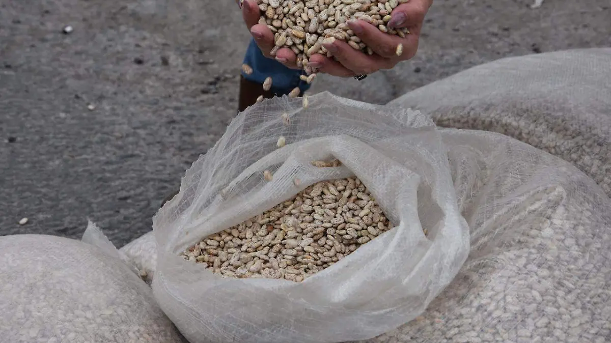 PRODUCTORES DE FRIJOL