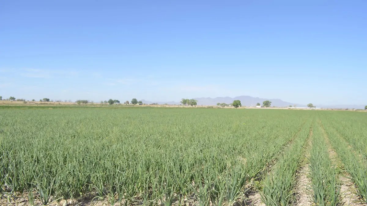 Campo agricultura agroquímicos