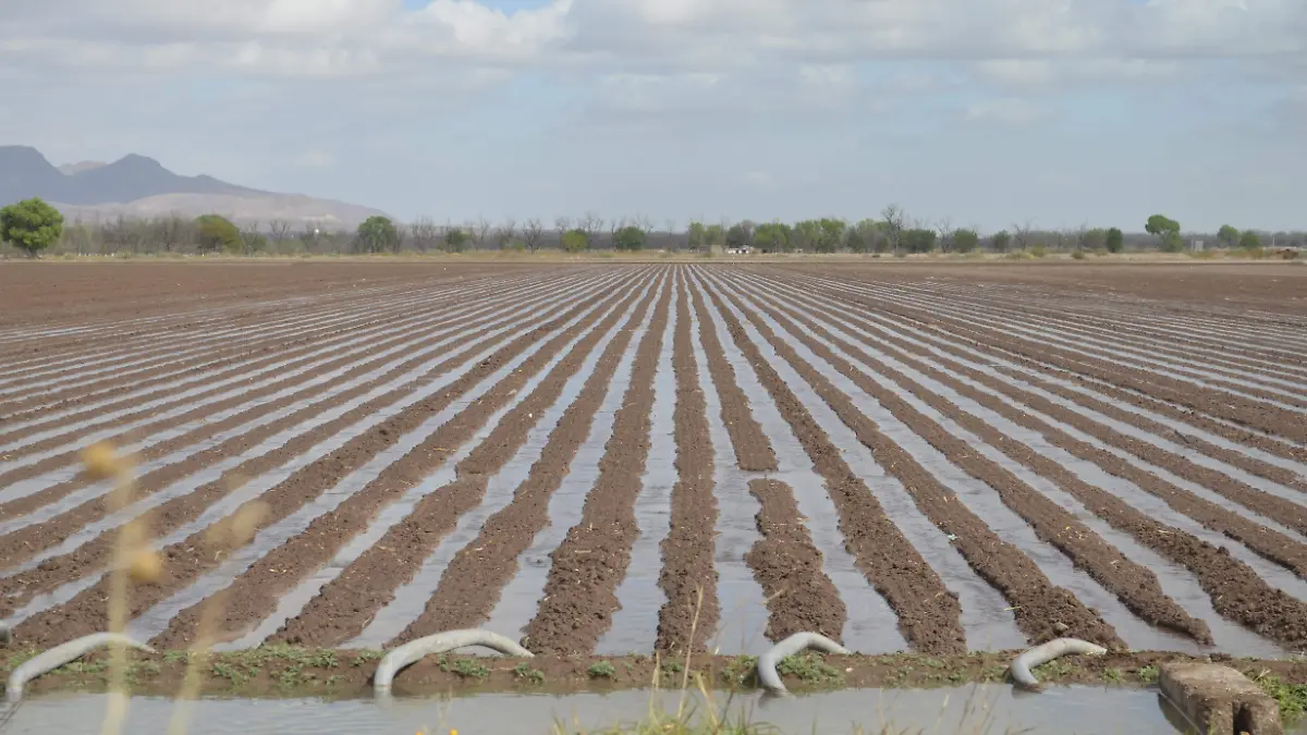 Irrigación campo agrícola