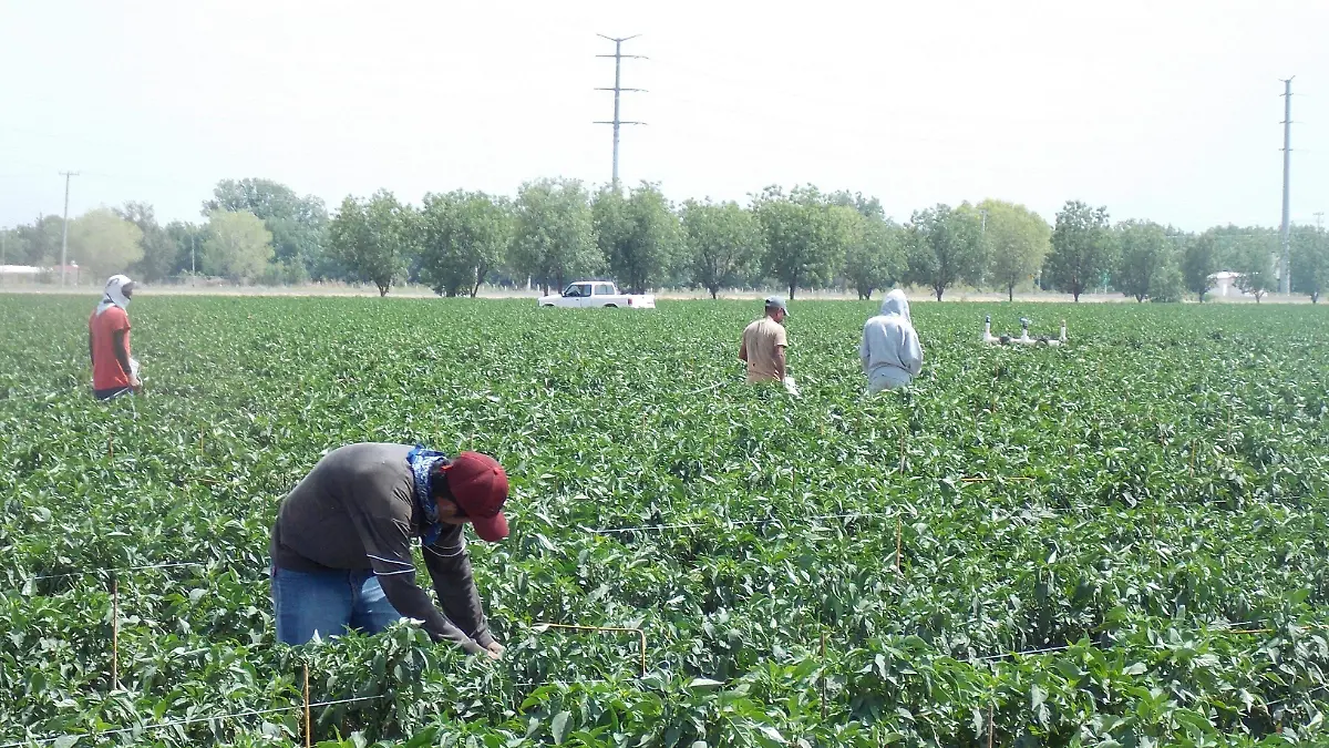 Jornaleros cosecha chile