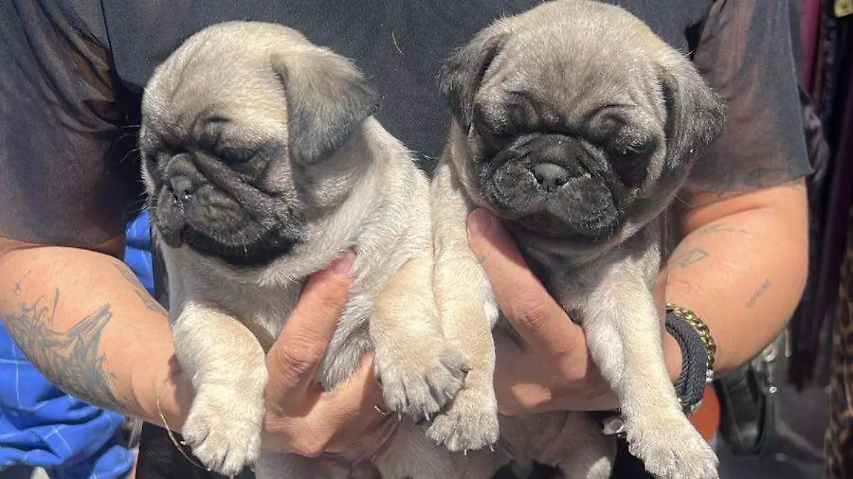 WhatsApp Image 2026-03-20 at 1.33.04 PM