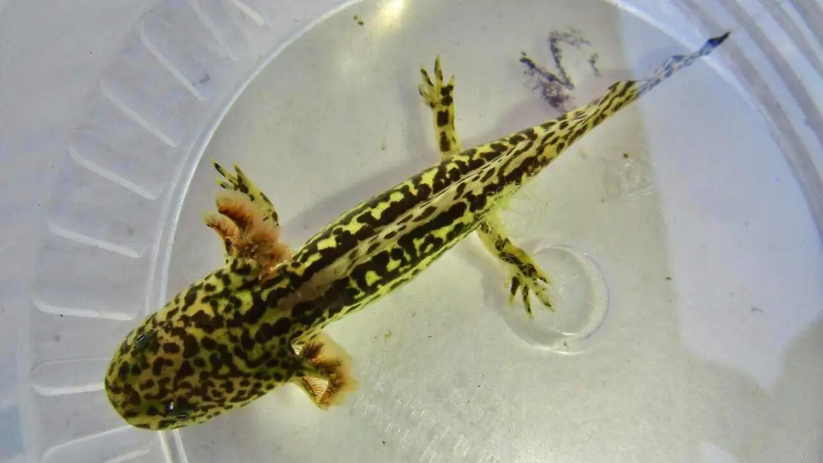 87068636_2666244693620641_6069990349298728960_n