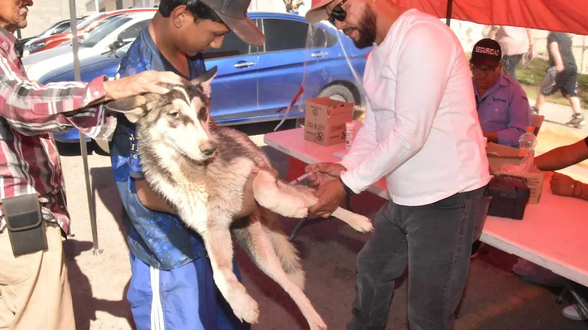 vacunacion mascotas -pr