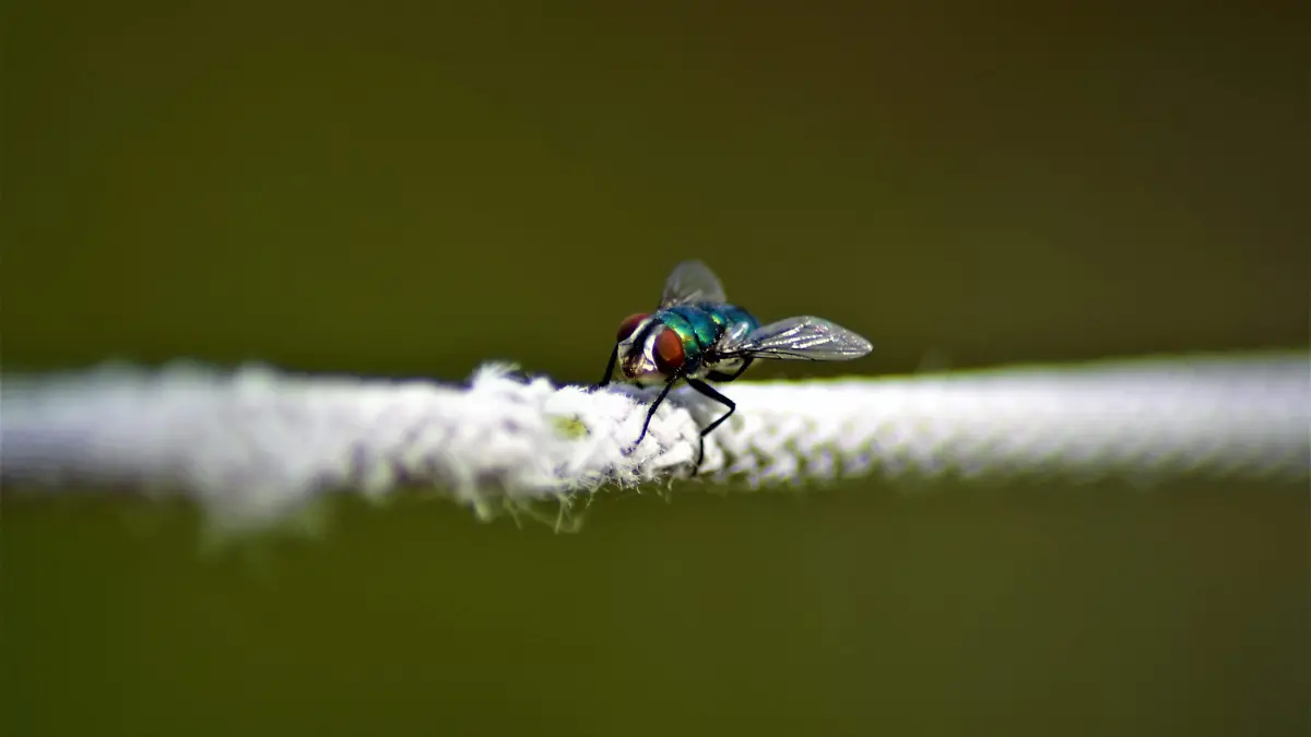 pexels-1317355004-28656854