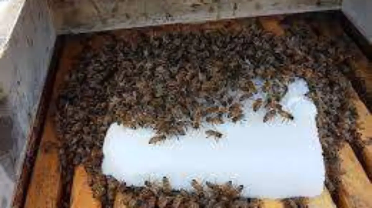 WhatsApp Image 2026-04-07 at 12.24.13 PM (3)