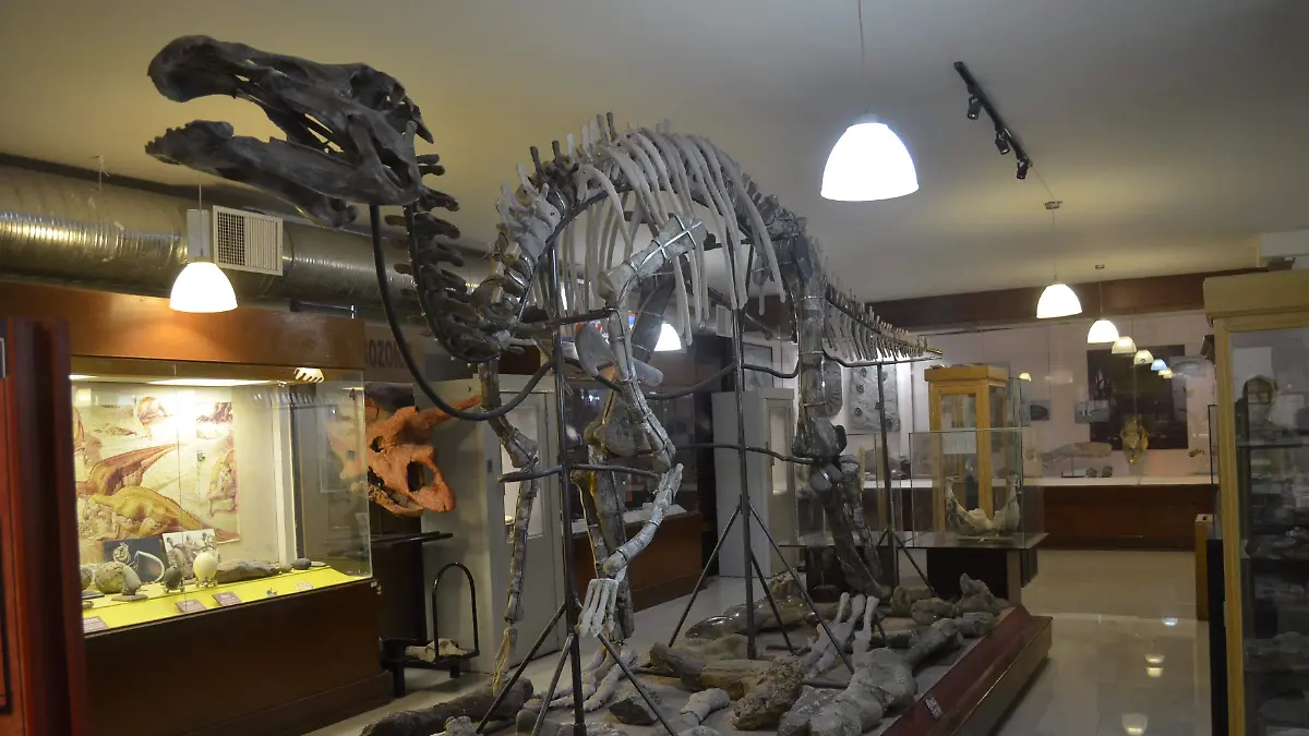 Fósil en el Museo de Paleontología