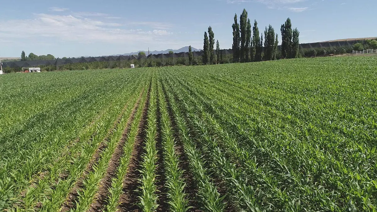 WhatsApp Image 2026-04-10 at 11.24.36 AM-2