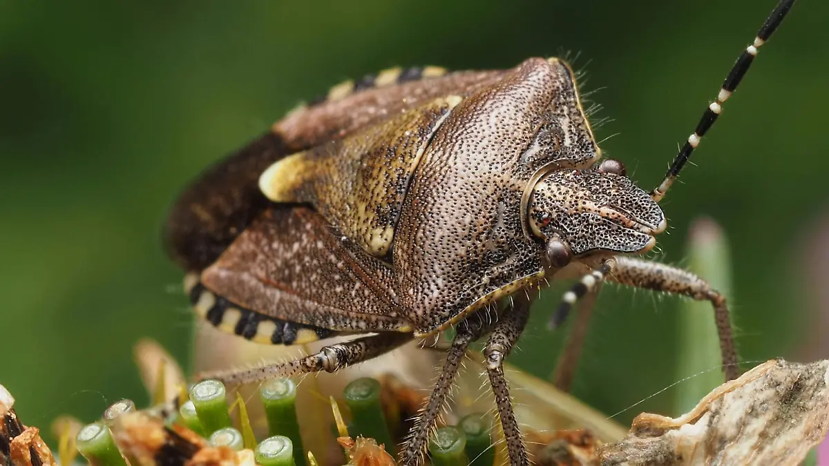 pexels-ali-goode-2151511157-34078937