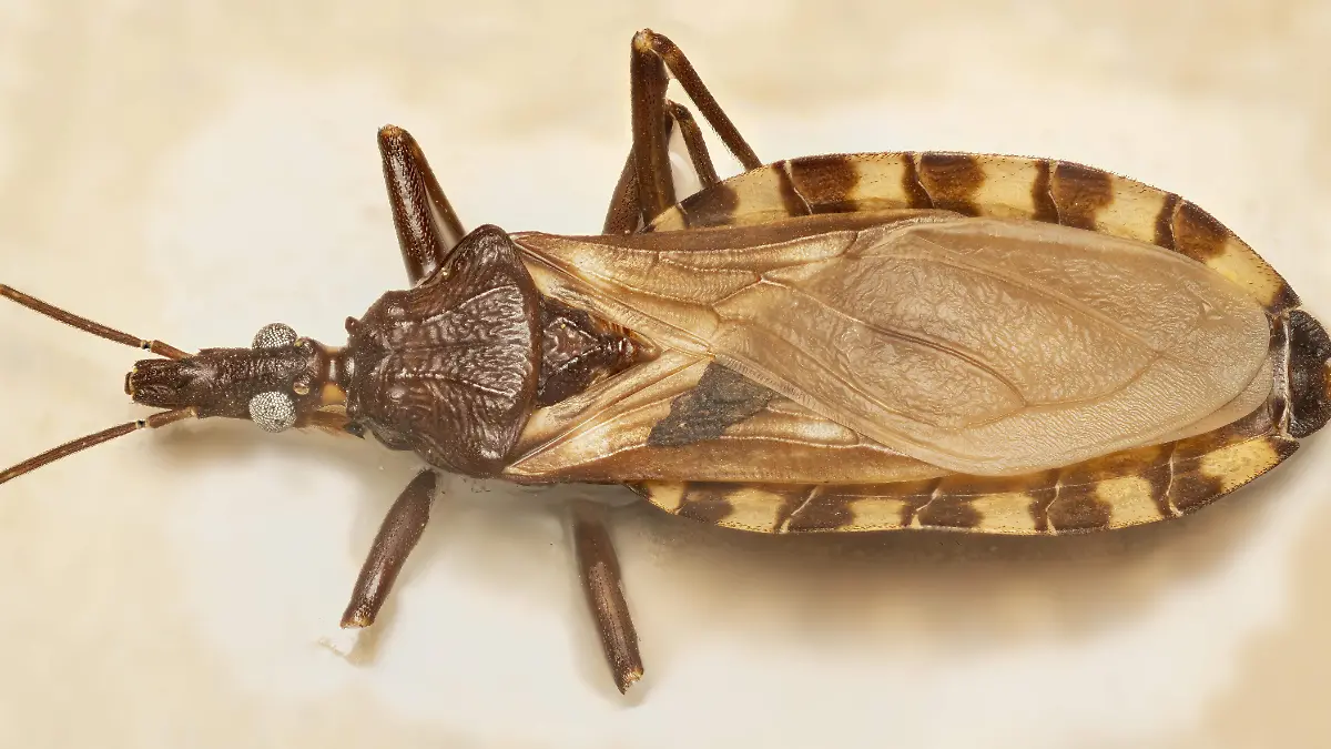 Triatoma_infestans_macro