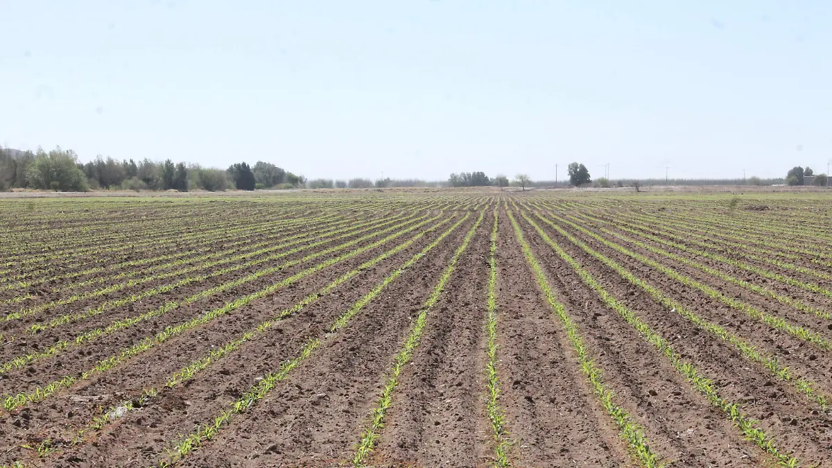 La ciencia al servicio del campo