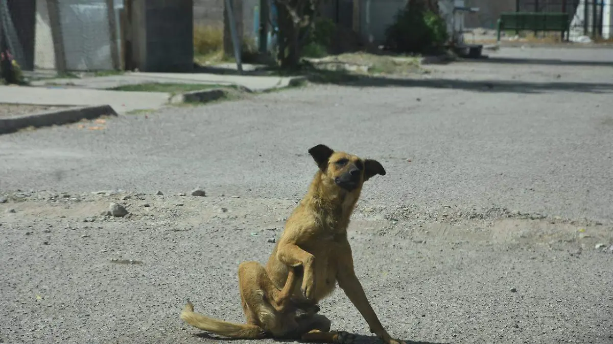 Perro con garrapatas