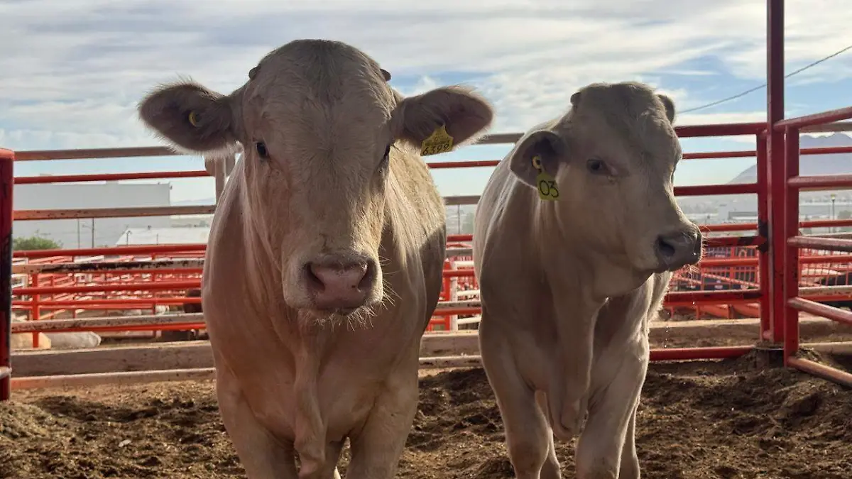 WhatsApp Image 2026-04-20 at 1.43.12 PM (1)