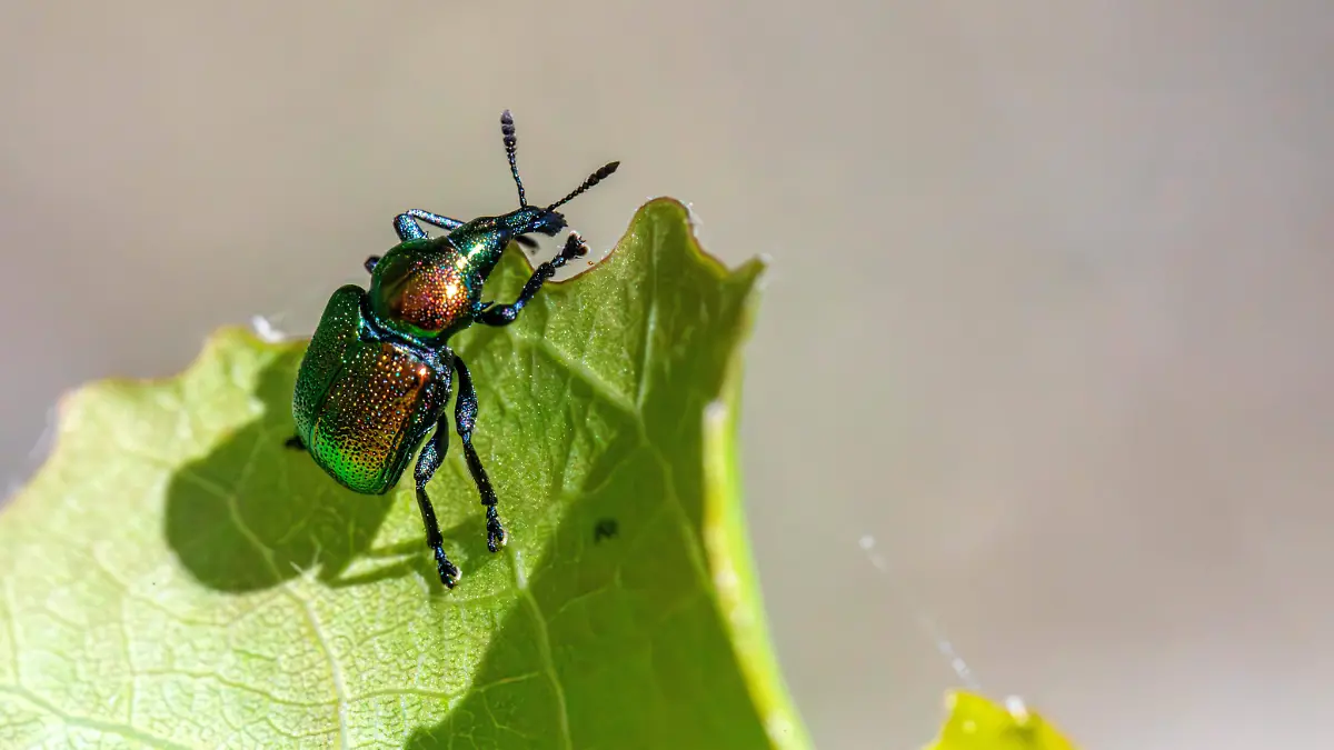 pexels-erik-karits-2093459-31220429