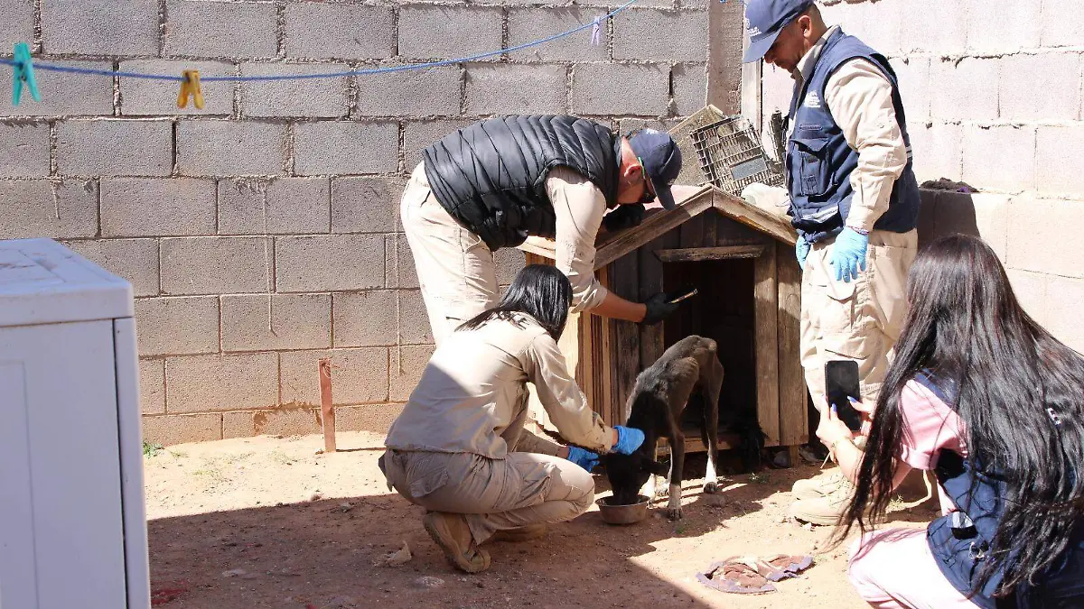 Rescate de perrito
