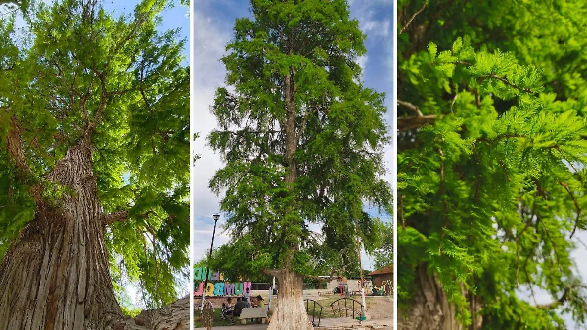 WhatsApp Image 2026-04-21 at 11.00.51 AM (2)